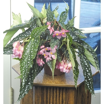 Begonia - 'My Special Angel' Angelwing Begonia