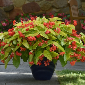 Begonia - 'Canary Wings'