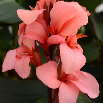 Canna x generalis (Canna Lily) - Cannova® 'Mango'