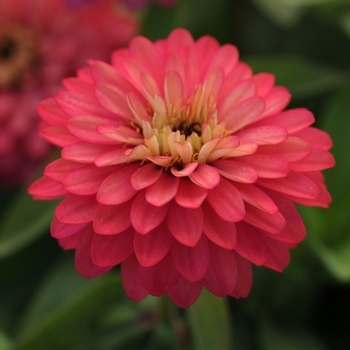 Zinnia marylandica - Double Zahara™ 'Salmon Rose'