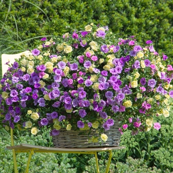 Calibrachoa - Trixi® 'Flirtini'