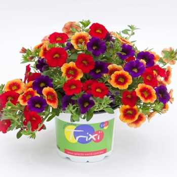 Calibrachoa - Trixi® 'Caribbean Cocktail 18'