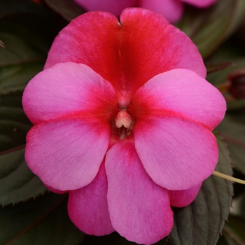 Impatiens hawkeri (New Guinea Impatiens) - Clockwork™ 'Pink Star'