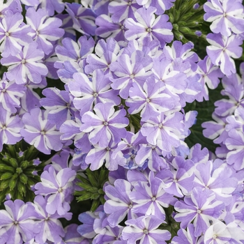 Verbena - Superbena® 'Stormburst'