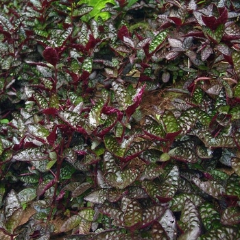 Hemigraphis alternata - Waffle Plant