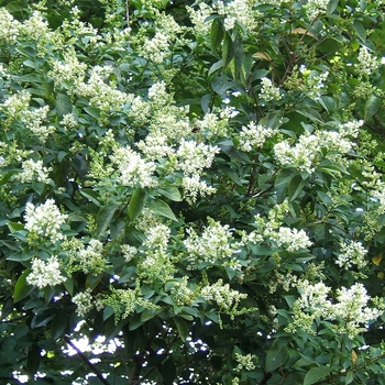Ligustrum ovalifolium - Nantucket Privet