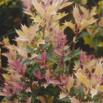 Osmanthus heterophyllus - Party Lights™