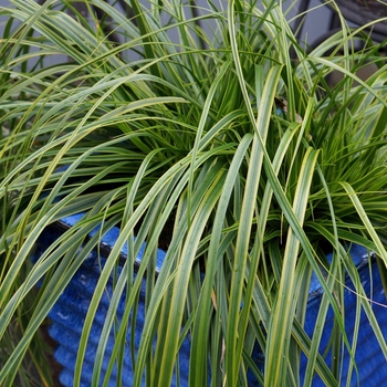 Carex oshimensis (Variegated Sedge) - EverColor® 'Everlime'