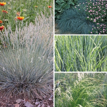 Festuca - 'Multiple Varieties' Fescue