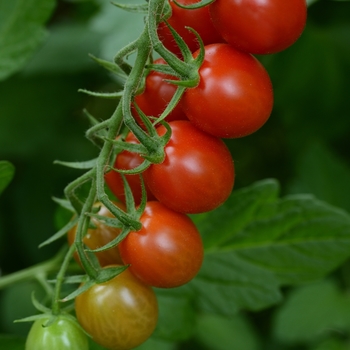 Lycopersicon esculentum - 'Sugar Rush' Tomato