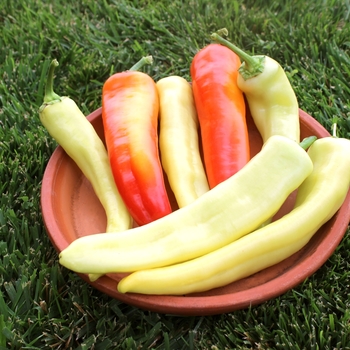 Capsicum annuum - 'Sweet Sunset' Sweet Banana Pepper