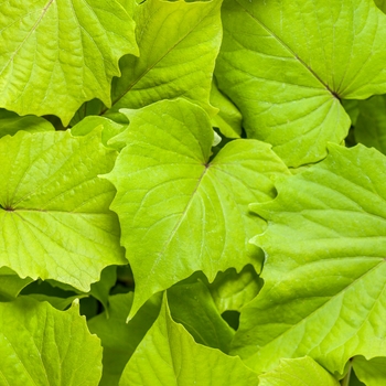 Ipomoea batatas (Sweet Potato Vine) - Proven Accents® 'Sweet Caroline Bewitched Green with Envy™'