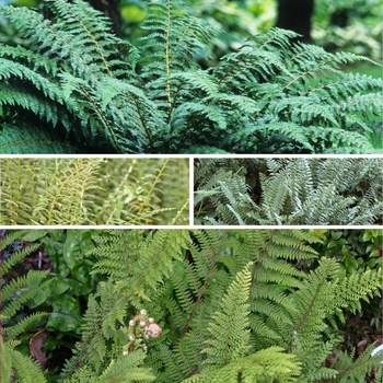 Polystichum - 'Multiple Varieties' Fern