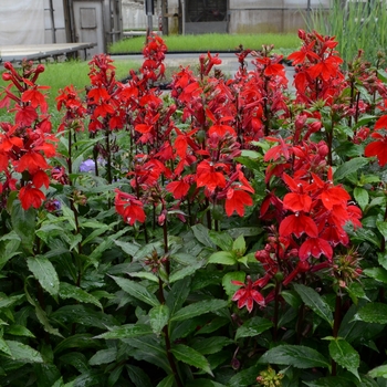 Lobelia x speciosa - Lobelia