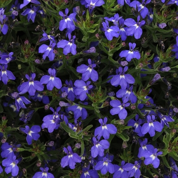 Lobelia erinus (Trailing Lobelia) - Magadi™ 'Compact Blue'