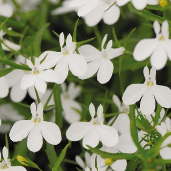Lobelia erinus - Magadi™ 'White'