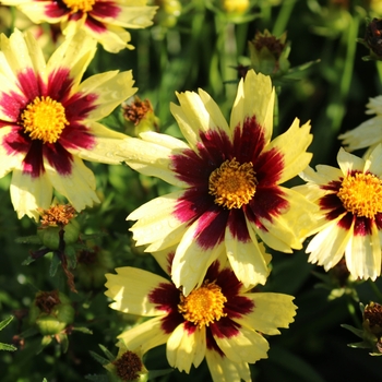 Coreopsis grandiflora - 'Super Star' Tickseed
