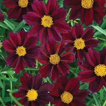 Coreopsis (Tickseed) - Big Bang™ 'Mercury Rising'