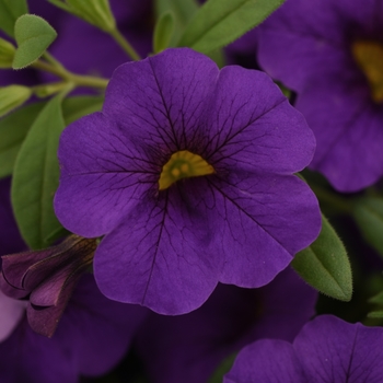Calibrachoa (Mini Petunia) - Cabaret® Blue Midnight
