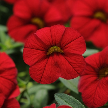 Calibrachoa (Trailing Petunia) - Cabaret® 'Bright Red'