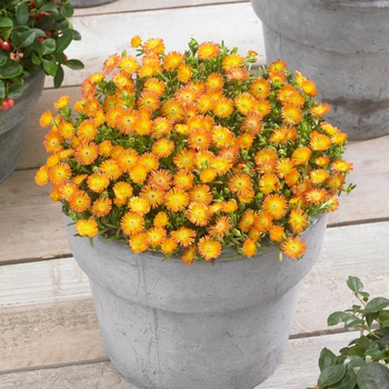 Delosperma cooperi (Ice Plant) - Wheels of Wonder® 'Orange Wonder'