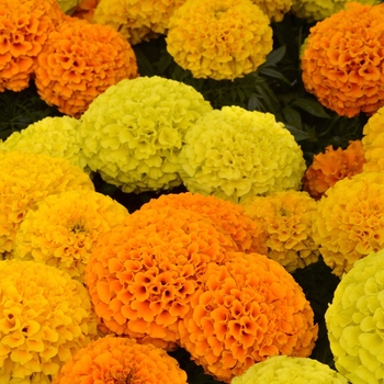 Tagetes erecta (African Marigold) - Taishan® 'Mix'