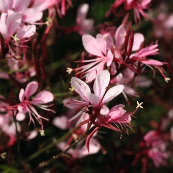 Gaura lindheimeri (Wand Flower) - Belleza® 'Compact Light Pink'