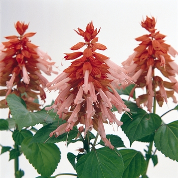 Salvia splendens (Scarlet Sage) - Vista™ 'Salmon'