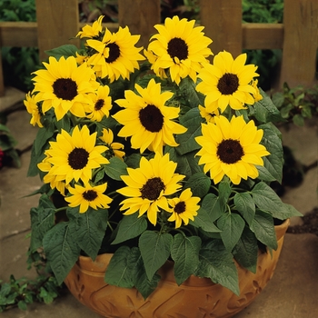 Helianthus annuus - 'Ballad' Dwarf Sunflower