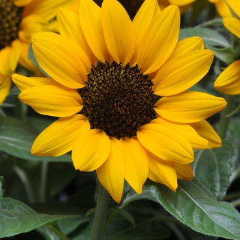 Helianthus annuus - 'Miss Sunshine' Sunflower