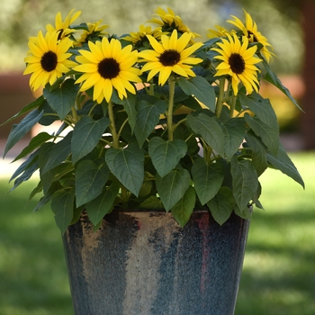 Helianthus annuus - 'SunBuzz' Sunflower