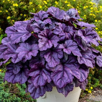 Heuchera (Coral Bells) - Dolce® 'Wildberry'