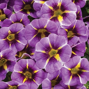 Calibrachoa - Superbells® 'Evening Star™'