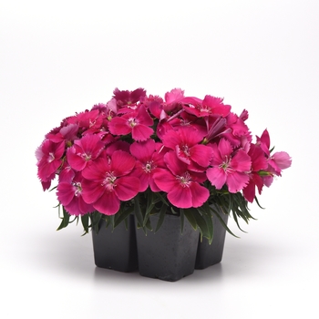 Dianthus chinensis (Pinks) - Coronet™ 'Rose'