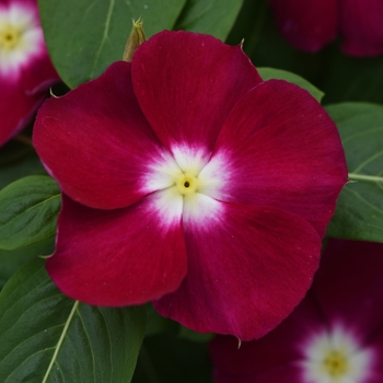 Catharanthus roseus (Annual Vinca; Periwinkle) - Mediterranean XP 'Burgundy Halo'