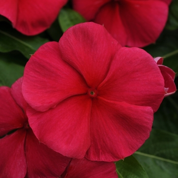 Catharanthus roseus (Annual Vinca; Periwinkle) - Mediterranean XP 'Dark Red'