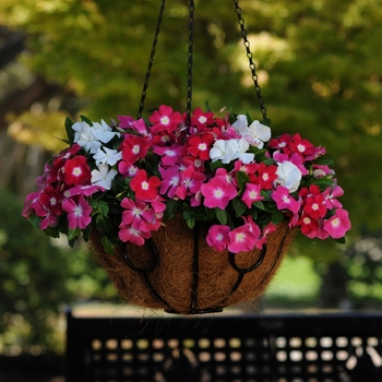 Catharanthus roseus (Annual Vinca; Periwinkle) - Mediterranean XP 'Halo Mix'