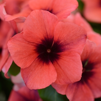 Catharanthus roseus (Vinca, Madagascar Periwinkle) - Tattoo™ 'Papaya'