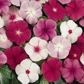 Catharanthus roseus (Vinca, Periwinkle) - Titan™ 'Mix'