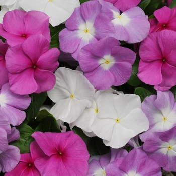 Catharanthus roseus (Vinca, Periwinkle) - Titan™ 'Summer Breeze Mix'