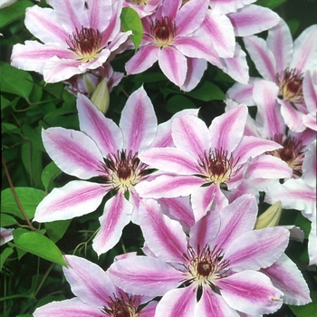 Clematis - 'Nelly Moser'