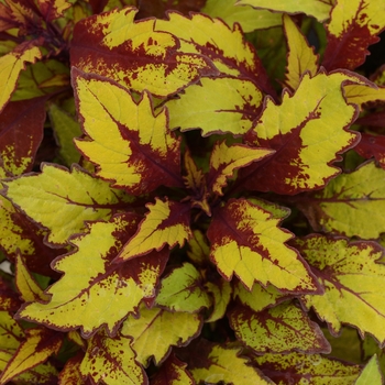 Coleus - FlameThrower™ 'Spiced Curry'
