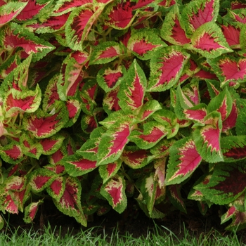 coleus scutellarioides - 'Watermelon'
