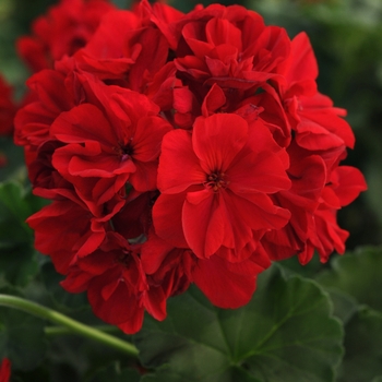 Pelargonium x hortorum (Zonal Geranium) - Fantasia® Dark Red