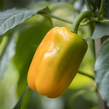 Capsicum annuum - 'Just Sweet' Pepper