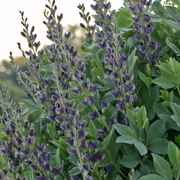 Baptisia australis - 'Indigo Spires' False Indigo