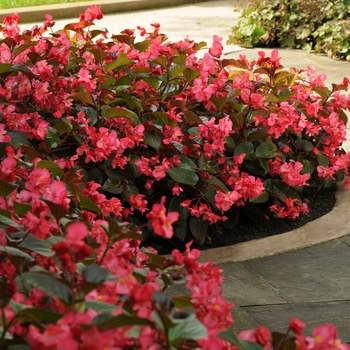 Begonia x benariensis - Whopper® Rose with Bronze Leaf