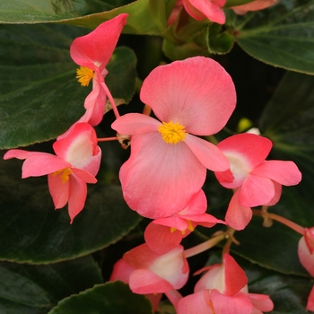 Begonia x benariensis - Whopper® 'Rose with Green Leaf'