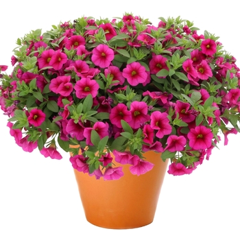 Calibrachoa (Mini Petunia) - Aloha Kona 'Fuchsia'