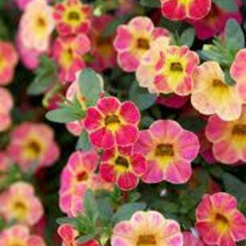 Calibrachoa (Million Bells) - Chameleon® 'Sunshine Berry'